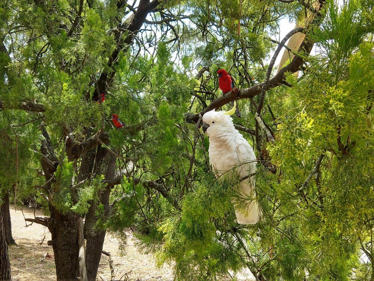 Cockatoo Cabin Halls Gap Ngoại thất bức ảnh