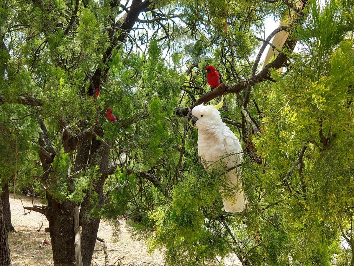 Cockatoo Cabin Villa Halls Gap Ngoại thất bức ảnh