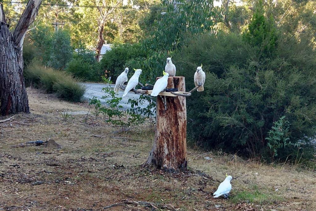 Cockatoo Cabin Halls Gap Ngoại thất bức ảnh
