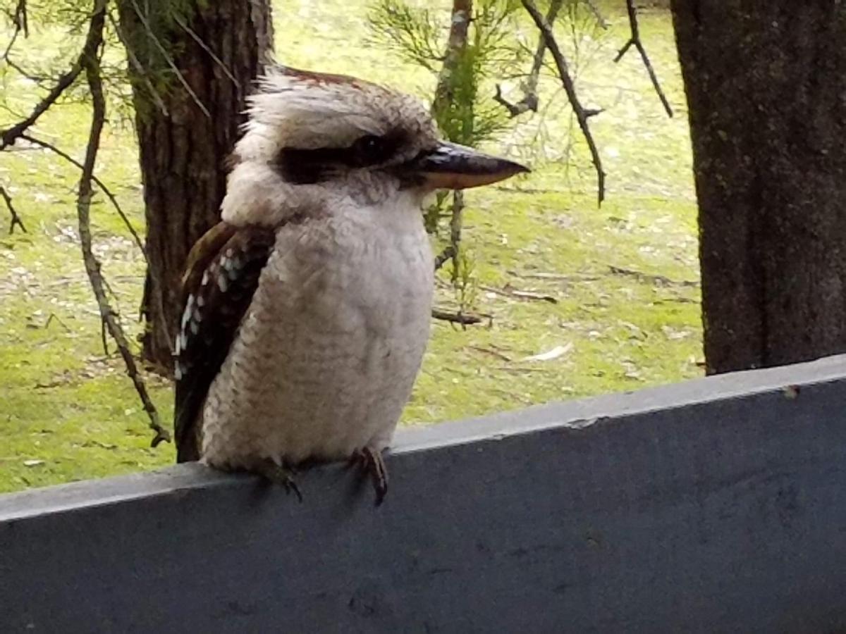 Cockatoo Cabin Halls Gap Ngoại thất bức ảnh