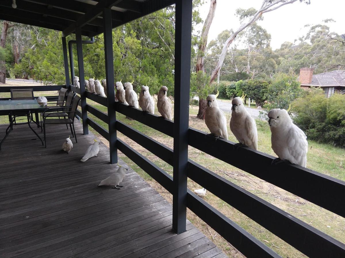 Cockatoo Cabin Halls Gap Ngoại thất bức ảnh