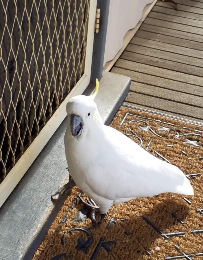 Cockatoo Cabin Halls Gap Ngoại thất bức ảnh